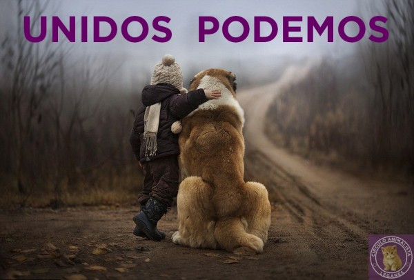 animales animales