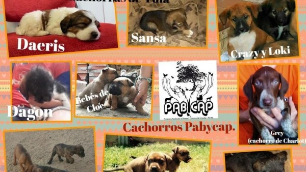 pabycap pabycap